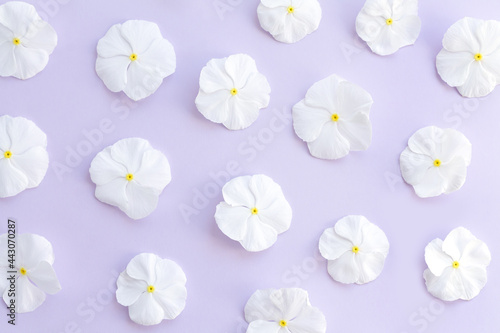 Floral pattern of white catharanthus flowers background © Дмитрий Сидор