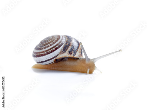 Land Milk Snail. Otala Lactea photo