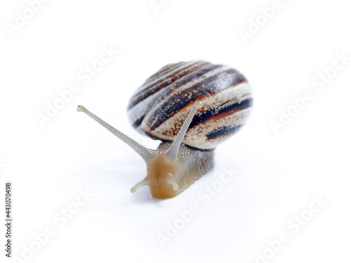 Land Milk Snail. Otala Lactea photo