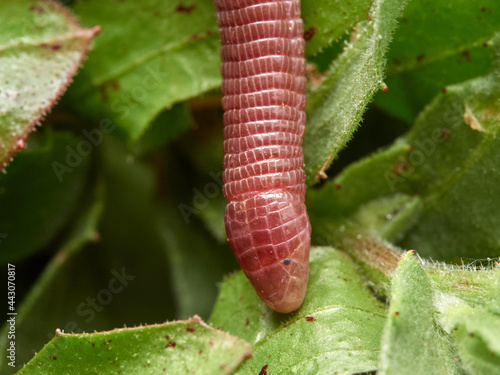 Iberian worm lizard. Blanus cinereus photo