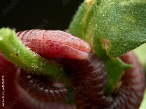 Iberian worm lizard. Blanus cinereus photo