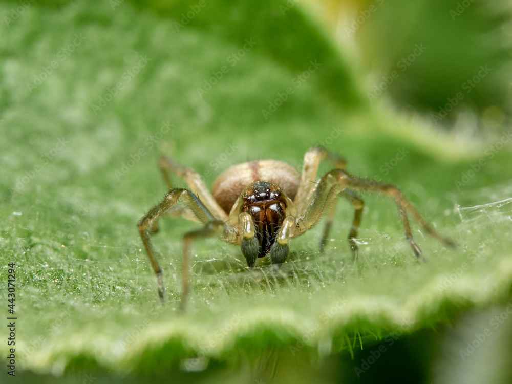 Spider of the genus Cheiracanthium. Spider of the genus Cheiracanthium.