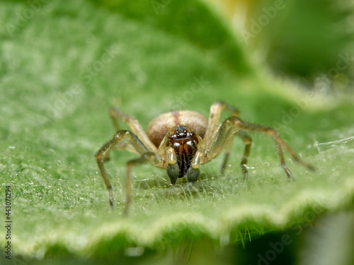Spider of the genus Cheiracanthium.