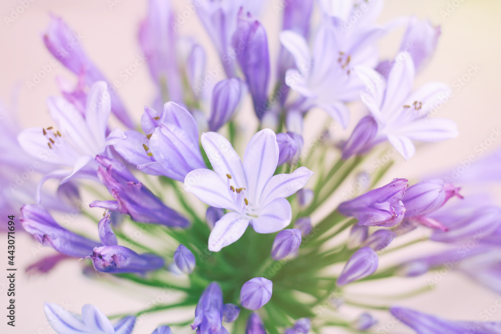 Obraz premium Agapanthus flowers