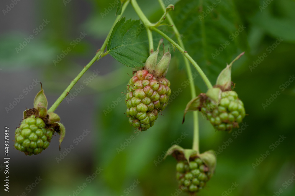 Filling of blackberries (Black Satin Variety) Filling of blackberries (Black Satin Variety)