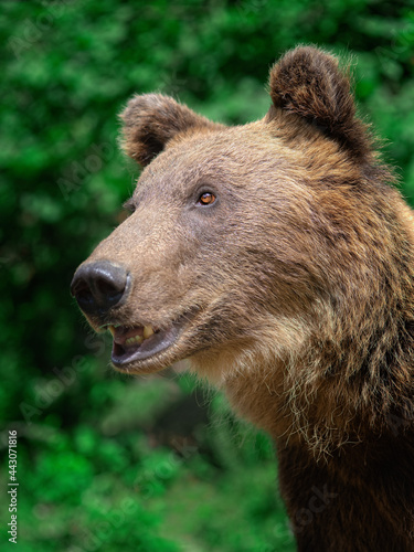 portrait of a wild bear against the background of a green forest