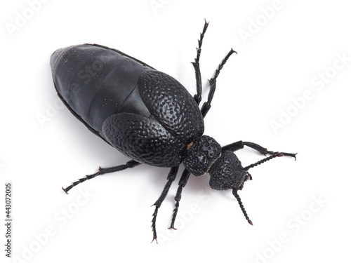Blister beetle. Meloe tuccius