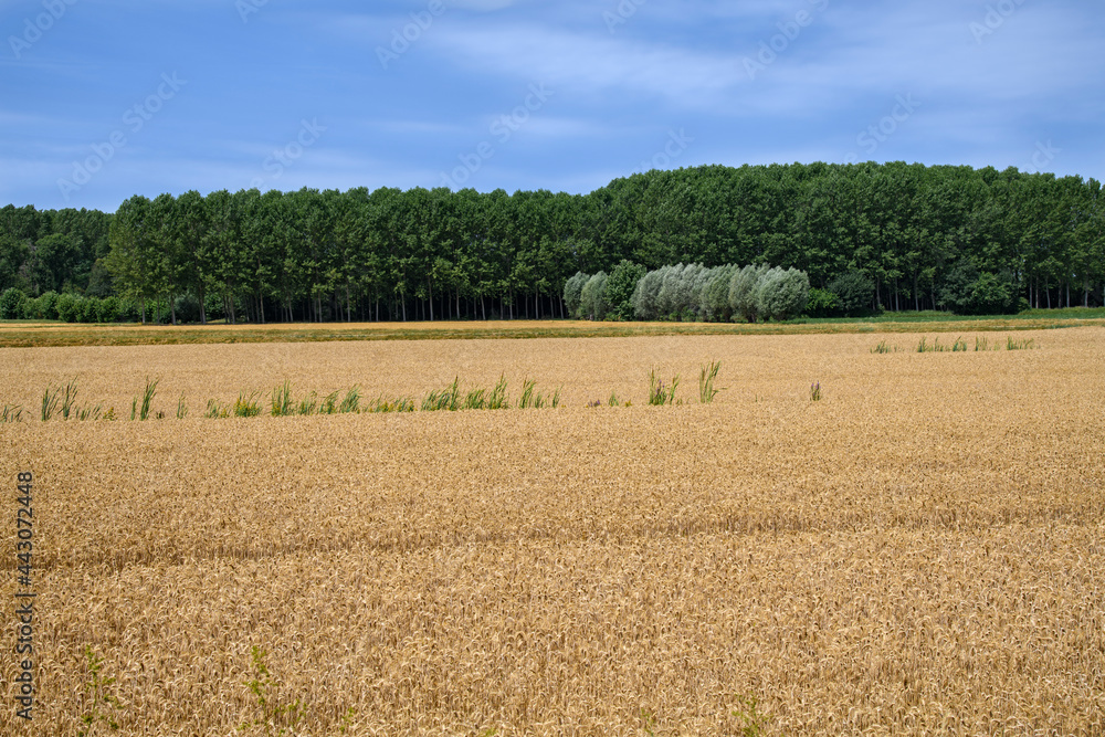 wheat field with trees in the background