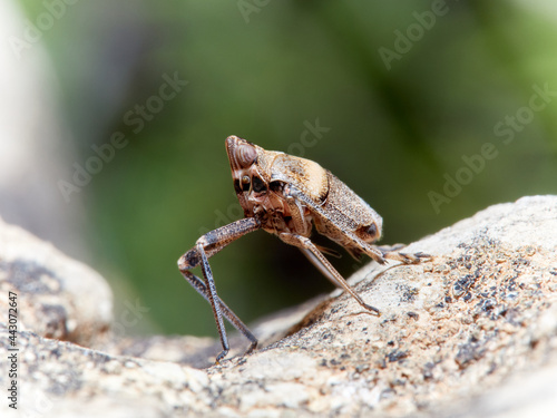 Bug. Order Hemiptera. Dictyopharidae family. photo