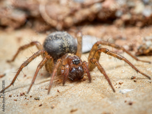 Land spider. Lycosoides coarctata