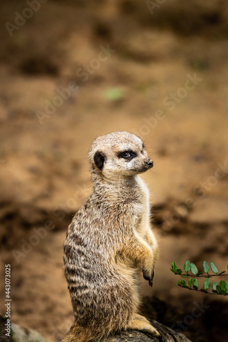 meerkat on guard