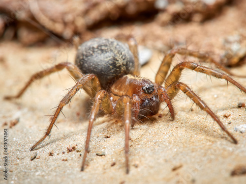 Land spider. Lycosoides coarctata © Macronatura.es