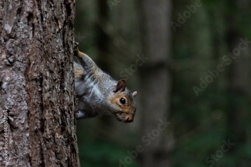 Squirrel hanging off side of a tree at sherwood forest