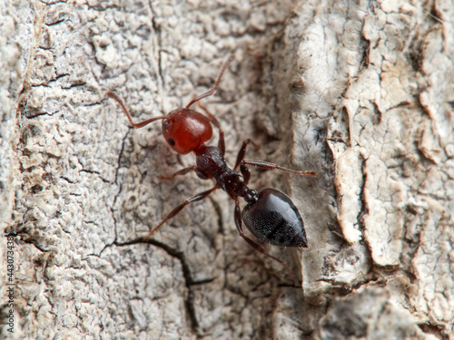 Crematogaster scutellaris. Mediterranean Acrobat Ant © Macronatura.es