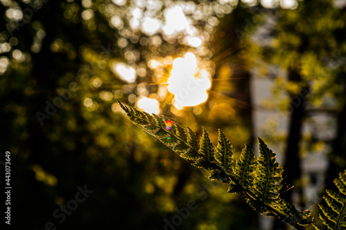 sun