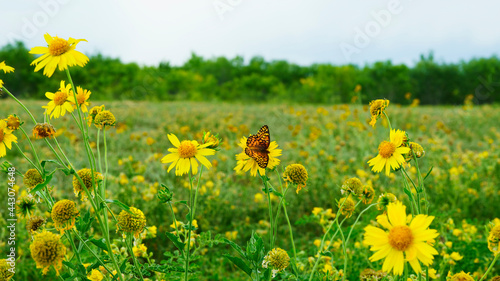Field of yellow daisies and a Monarch butterfly.