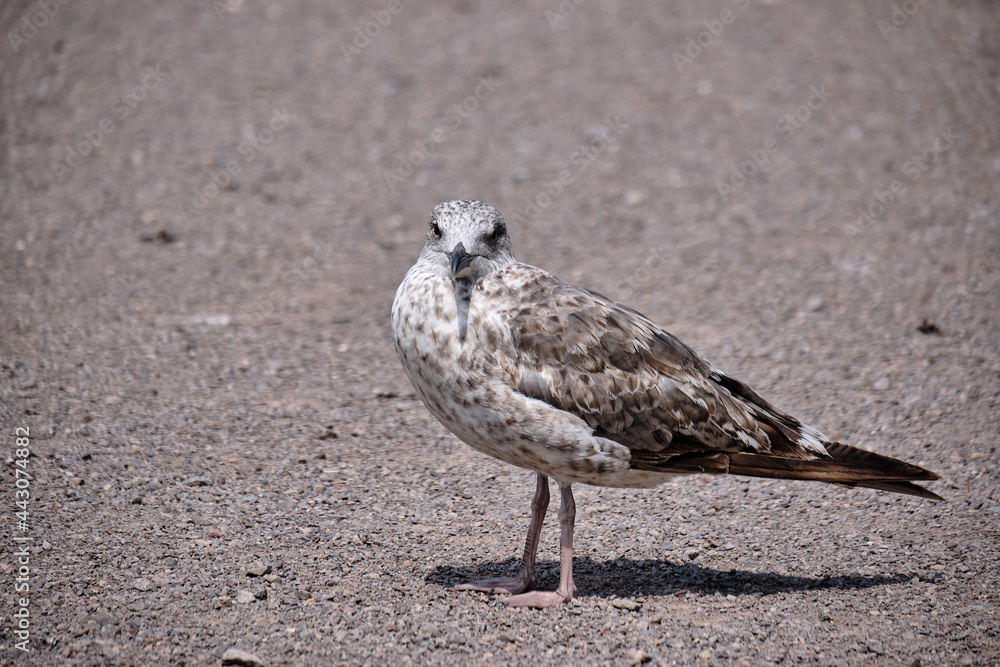 Obraz premium seagull on the beach