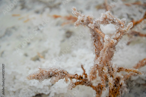 Salt crystals on a tree branch on Lake Baskunchak photo