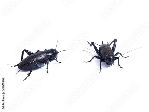 Black Cricket. Gryllus bimaculatus © Macronatura.es
