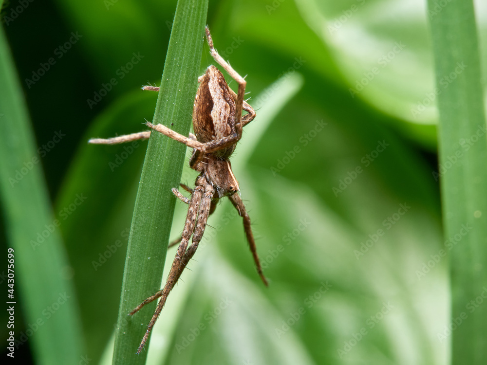 Nursery Web Spider. Pisaura mirabilis Nursery Web Spider. Pisaura mirabilis