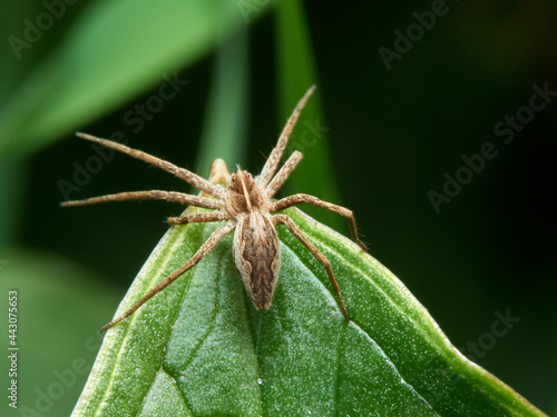 Nursery Web Spider. Pisaura mirabilis photo