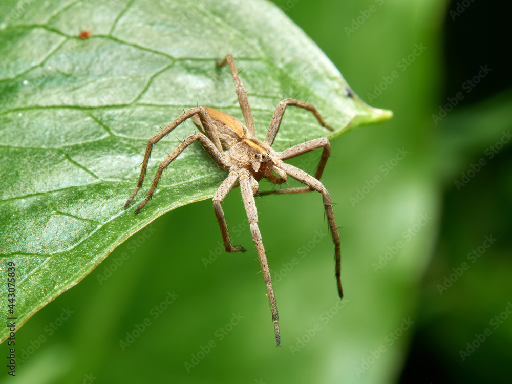 Nursery Web Spider. Pisaura mirabilis Nursery Web Spider. Pisaura mirabilis