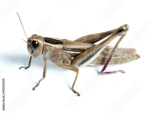 Grasshopper in a white background. Eyprepocnemis plorans © Macronatura.es
