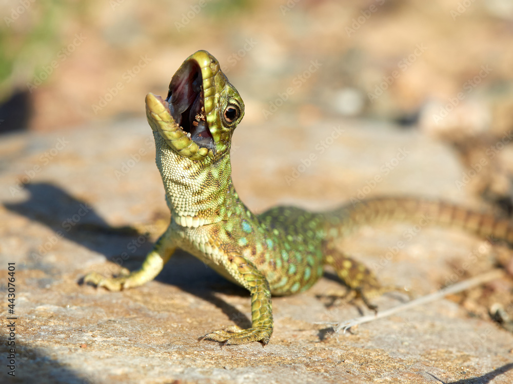 Naklejka premium Eyed Lizard. Timon lepidus