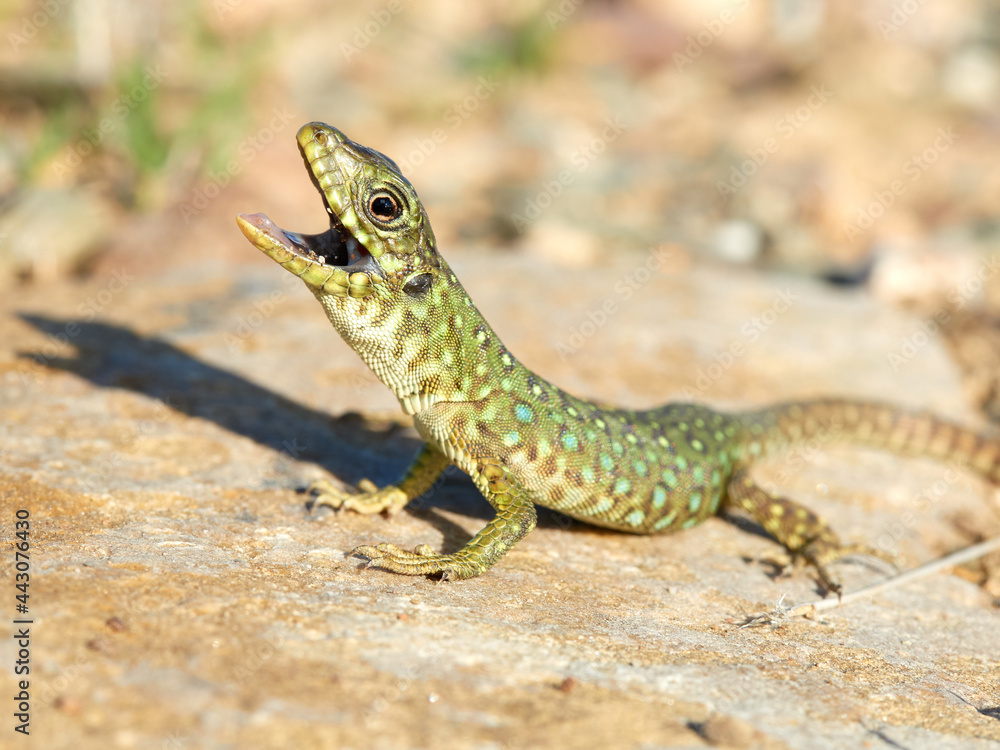 Eyed Lizard. Timon lepidus Eyed Lizard. Timon lepidus