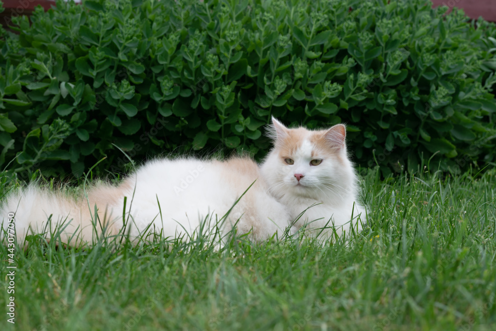Pet for a walk. Young beige fluffy cat is resting on the lawn.