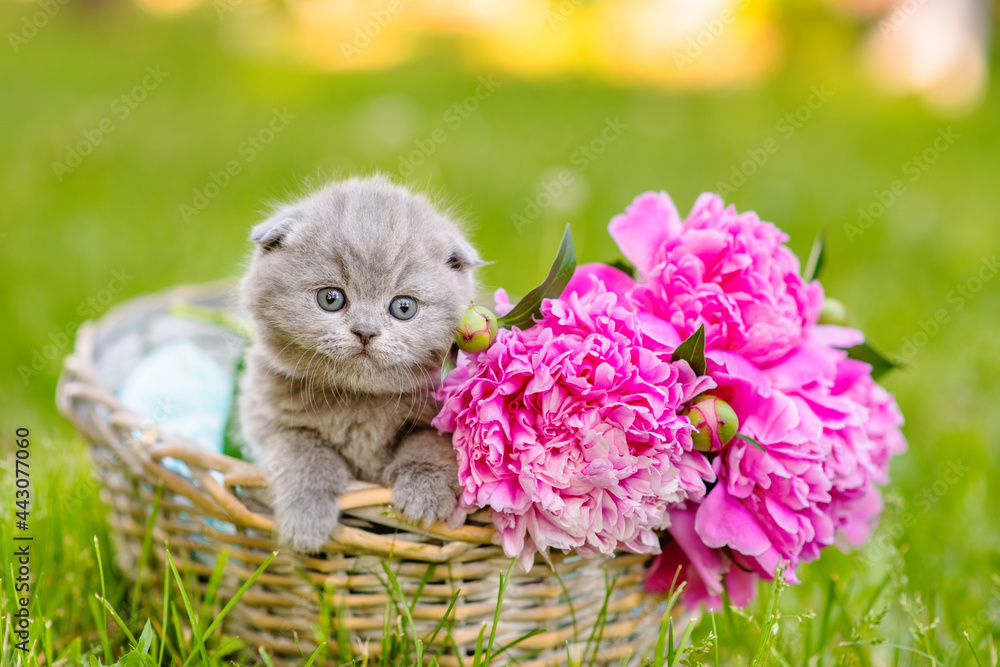 Small fluffy gray Scottish kitten sitting in a wicker basket with a bouquet of peonies and looking to the side on the green grass in the park