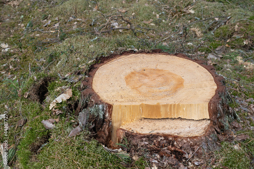 Deforestation, industrial logging. View of the stump of a freshly cut tree.