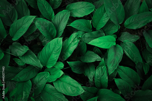 Dark green leaf background used for wallpaper or design.	