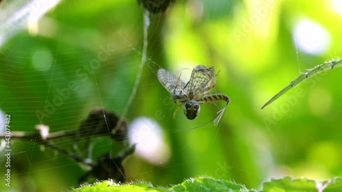 Predator and Prey - Common Orb Web Spiders, Metellina sp. photo