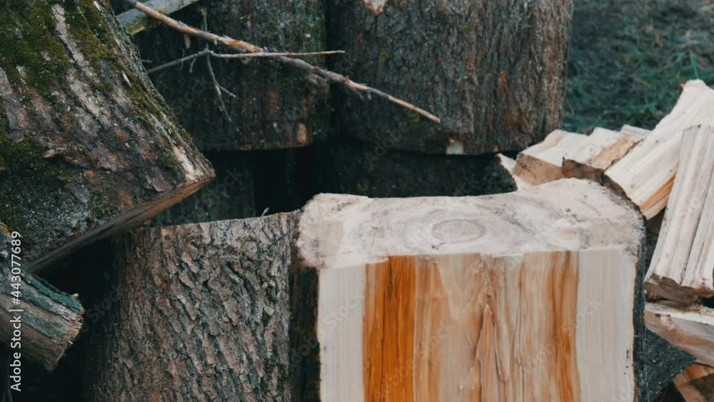 Man woodcutter chops tree trunks with an ax for firewood Man woodcutter chops tree trunks with an ax for firewood