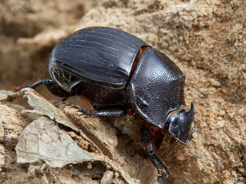 Spanish Dung Beetle. Copris hispanus. photo