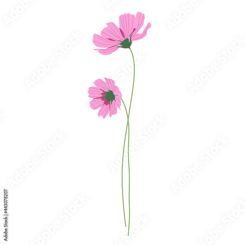 Two pink cosmos flowers with long stems, summer bouquet of flowers. Hand-drawn vector, flat style. Beautiful nature art flora. Spring and summer flowering. Elegant decor for garden, weddings.