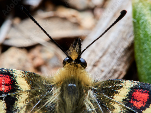 The Spanish Festoon. Zerynthia rumina photo