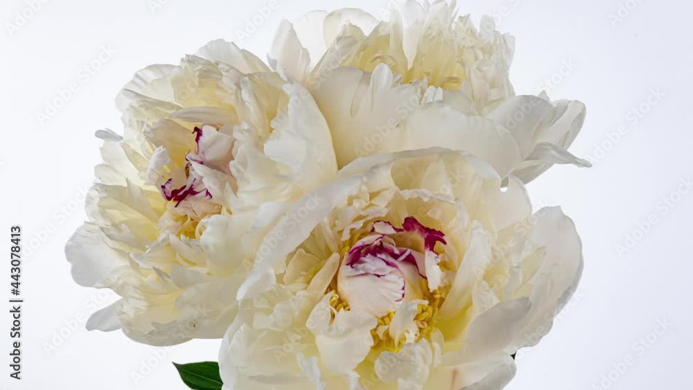 Beautiful white peony flowers bouquet opening background. Blooming roses flower open time lapse, closeup. Wedding backdrop, Valentine's Day concept. Bouquet on black backdrop, closeup 4K UHD timelapse Beautiful white peony flowers bouquet opening background. Blooming roses flower open time lapse, closeup. Wedding backdrop, Valentine's Day concept. Bouquet on black backdrop, closeup 4K UHD timelapse