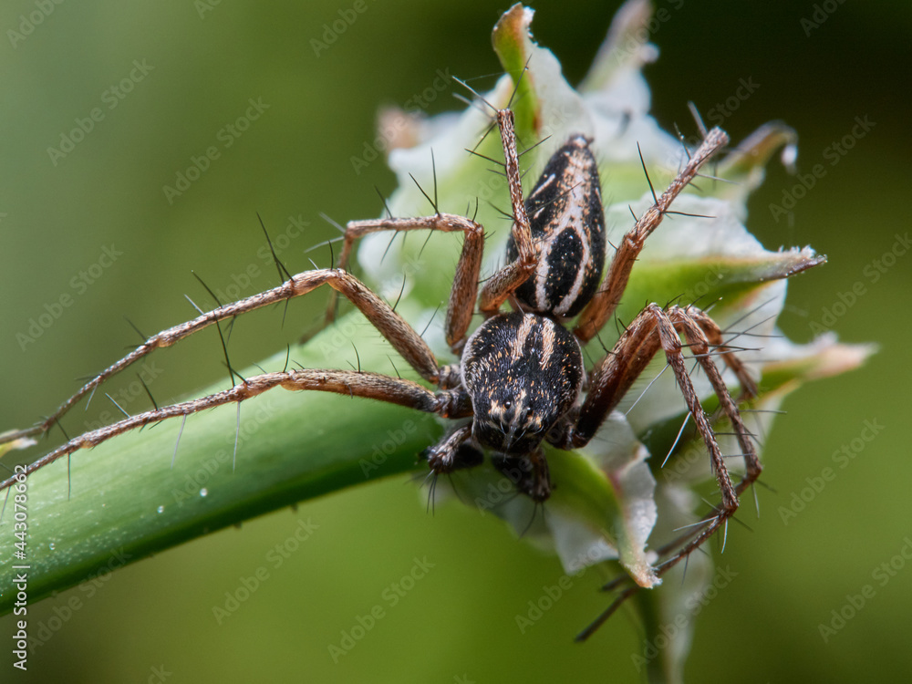 Oxyopes heterophthalmus. Lynx Spider Oxyopes heterophthalmus. Lynx Spider