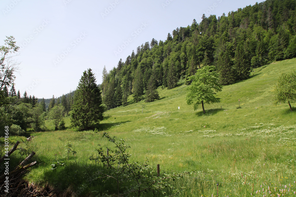 Ein Landschaft im Schwarzwald