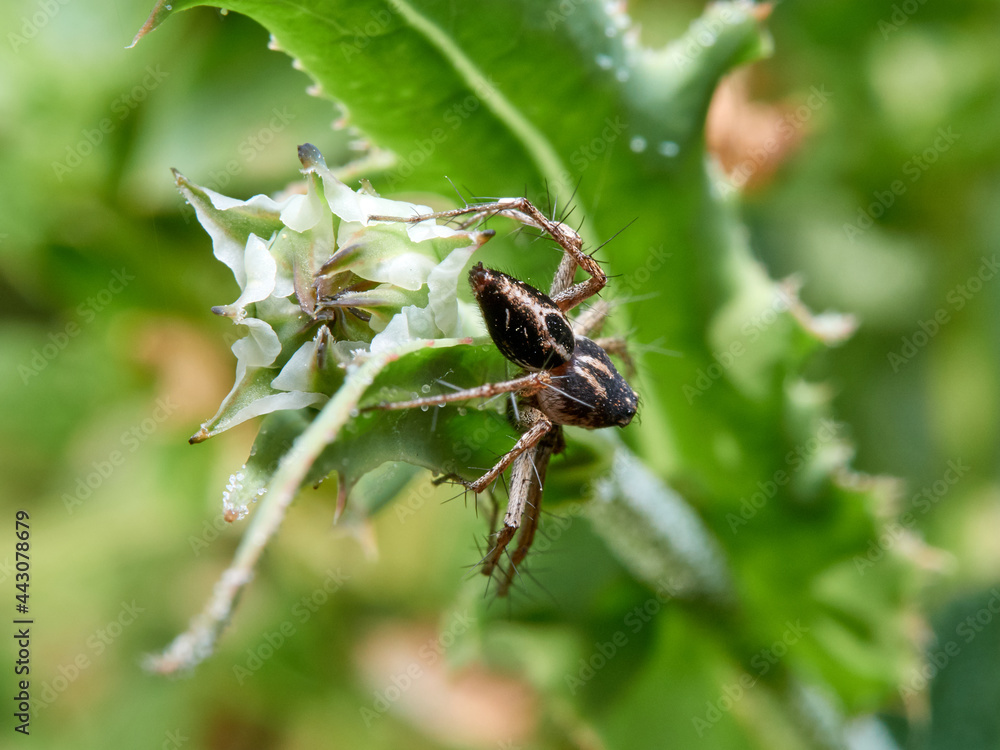 Oxyopes heterophthalmus. Lynx Spider Oxyopes heterophthalmus. Lynx Spider