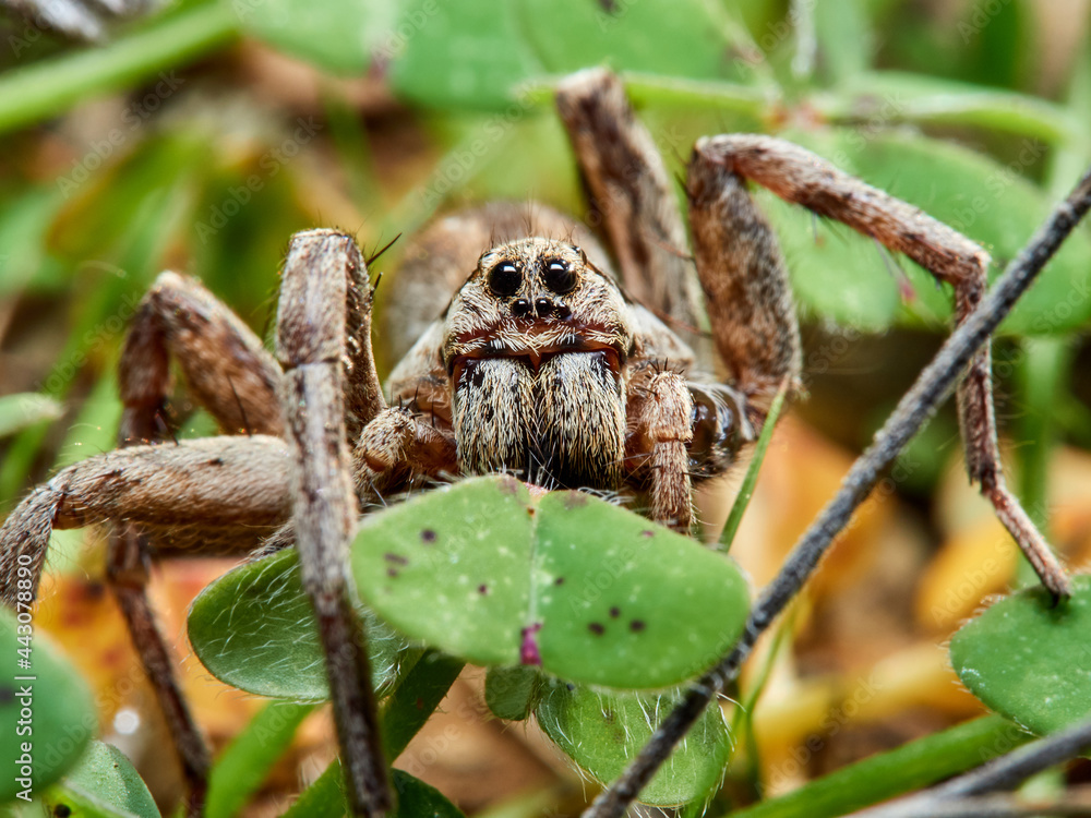 Fototapeta premium Spider wolf. Lycosidae family.