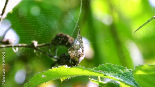 Predator and Prey - Common Orb Web Spiders, Metellina sp. photo