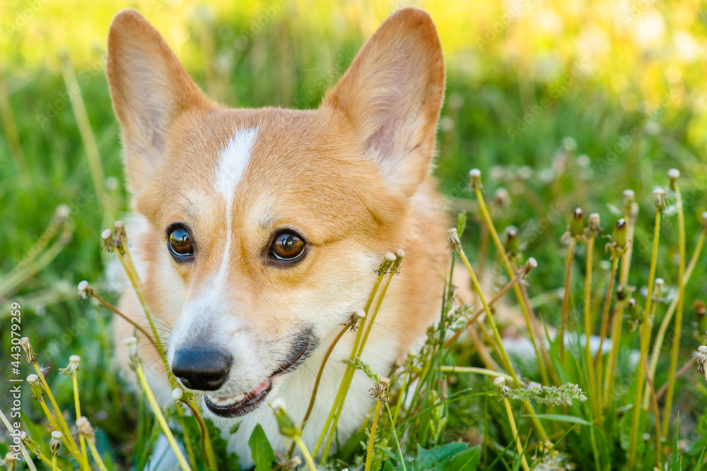 Red corgi sits in green grass with many white dandelion flowers
