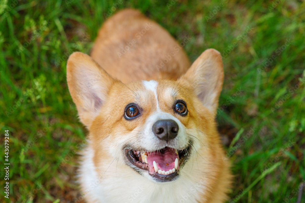 A dog of the corgi breed on a walk looks at the camera with a smile on the background of a field with yellow dandelions