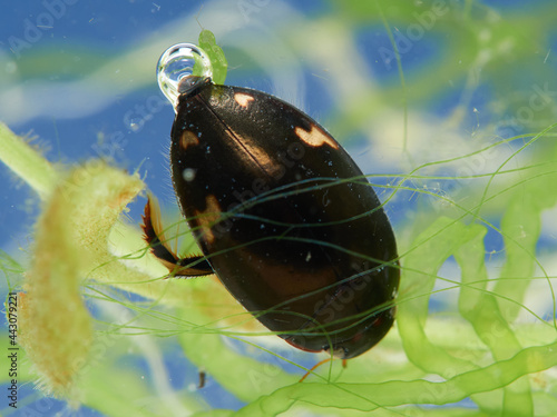 Water beetle. Agabus didymus photo