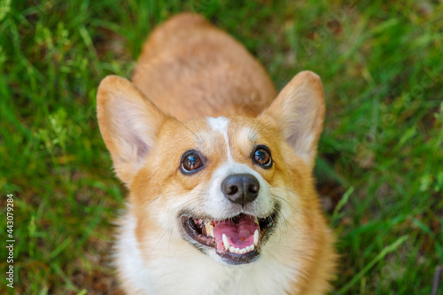 A dog of the corgi breed on a walk looks at the camera with a smile on the background of a field with yellow dandelions