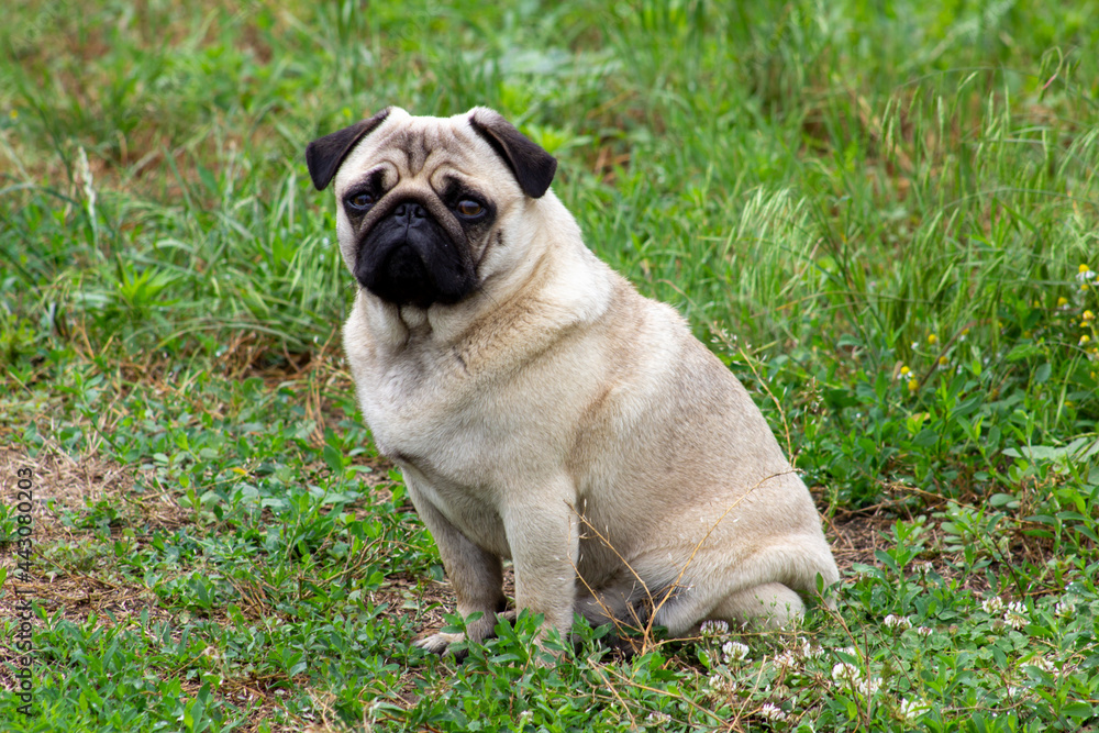 Pug dog on the green grass.
