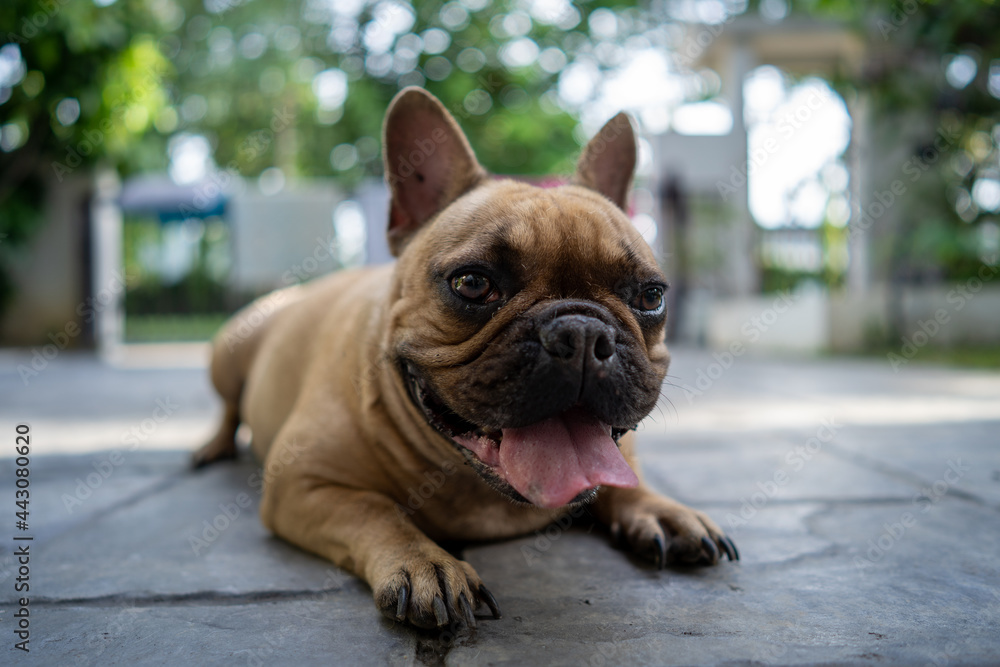 Cute French bulldog lying with tongue hanging outdoor.